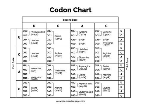 Codon Chart Printable